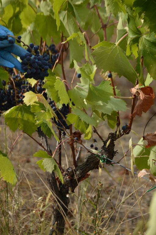 Tenuta Carbognano Gemmano Esterno foto