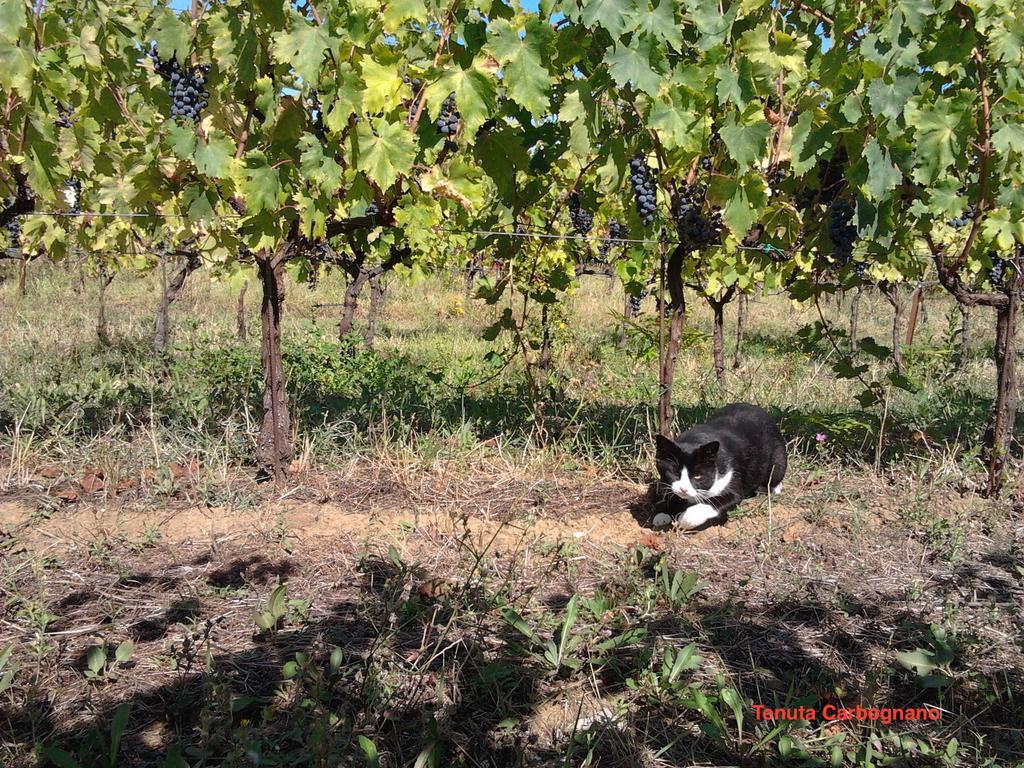 Tenuta Carbognano Gemmano Esterno foto