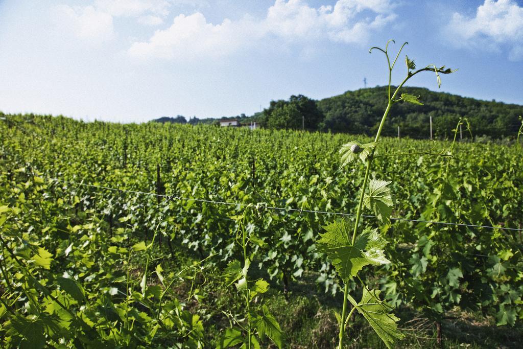 Tenuta Carbognano Gemmano Esterno foto